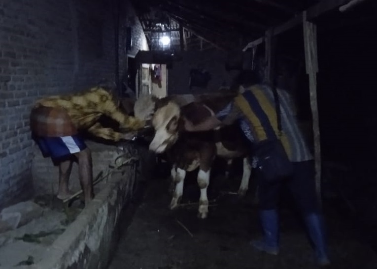 Vaksinasi PMK dilaksanakan hingga malam. Medcom.id/ Rhobi Shani