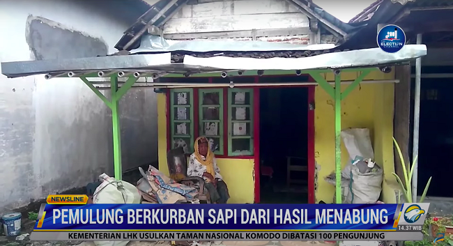Nenek Pemulung di Kendal Berkurban Sapi dari Hasil Menabung