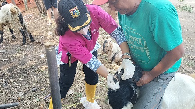 3.100 Ternak Tervaksinasi, Sleman Fokus Pemenuhan Hewan Kurban