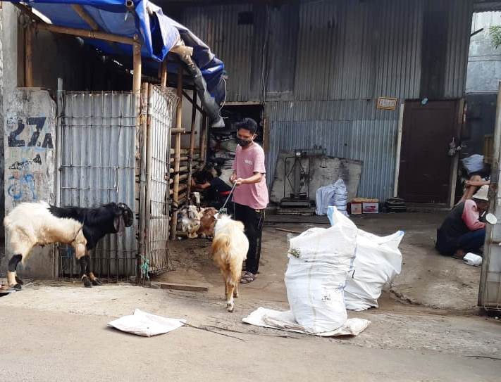 Pedagang Hewan Qurban (Foto: A. Firdaus/Medcom.id)