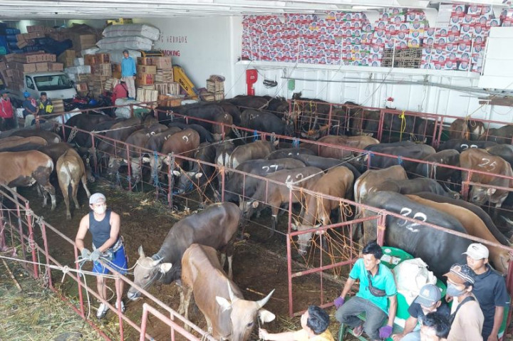 Stok Vaksin PMK di Padang Habis