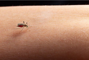 Merasa Lebih Sering Digigit Nyamuk Dibanding Orang Lain? Ini Alasannya