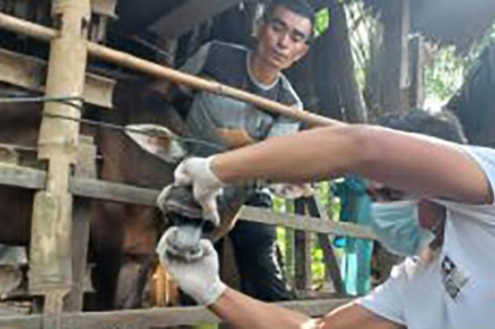 1.157 Sapi dan Kerbau di Aceh Barat Sembuh dari PMK