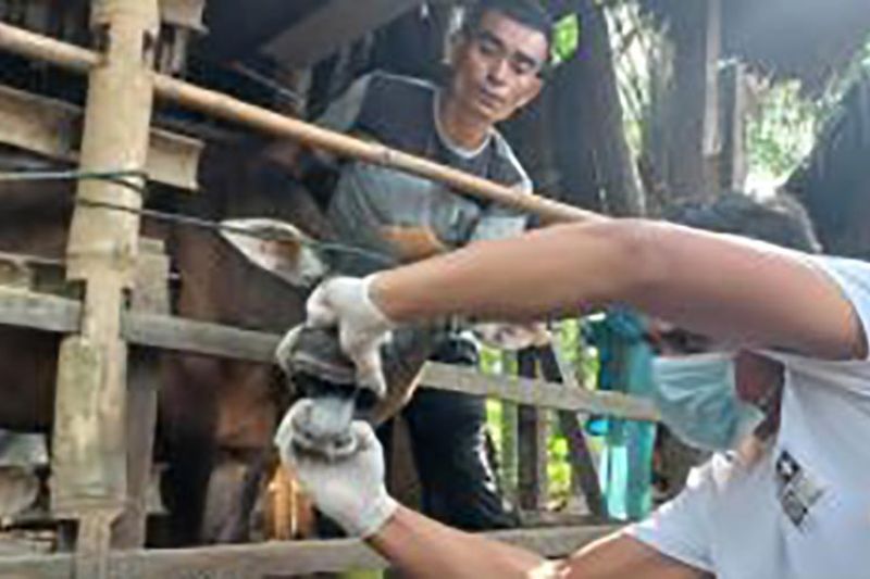 Petugas kesehatan hewan melakukan pemeriksaan terhadap sapi warga yang diduga terserang wabah PMK di Kecamatan Arongan Lambalek, Aceh Barat, Jumat, 27 Mei 2022. ANTARA/ HO