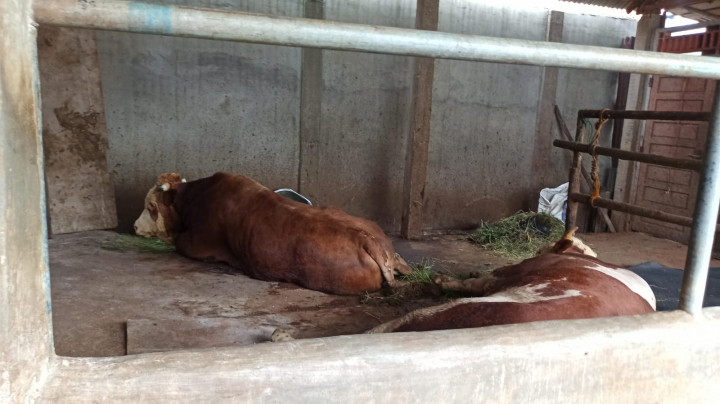 Jokowi Kurban Sapi Simmental 1 Ton di Palembang