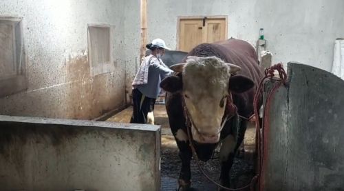 Presiden Beli Sapi Seberat 1,13 Ton Milik Warga Probolinggo