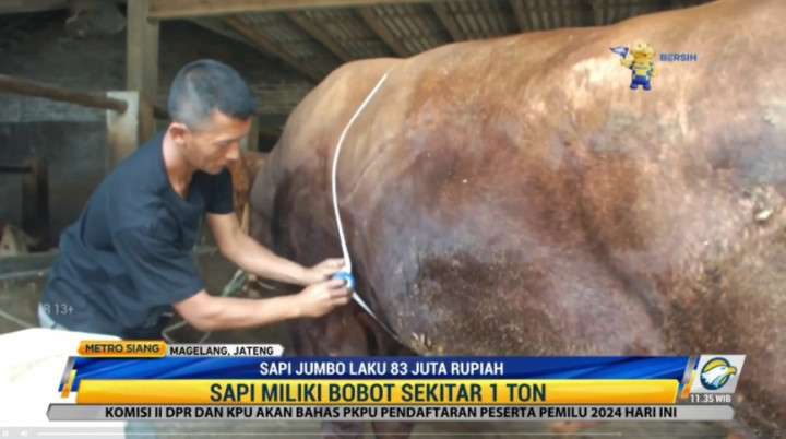 Lihat Bejo Yuk! Sapi Jumbo Asal Magelang
