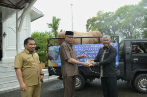 Presiden Kurban Sapi Berbobot 874 Kg di Aceh Tengah
