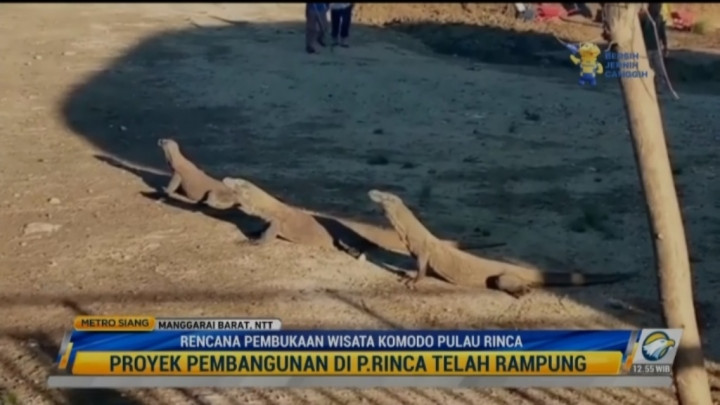 Wisata Komodo Pulau Rinca Kembali Dibuka