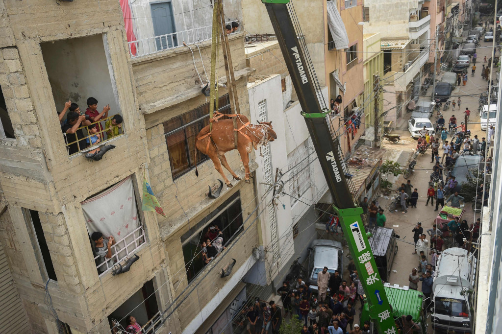 Cara unik Warga Karachi Pakistan Pelihara Sapi Kurban