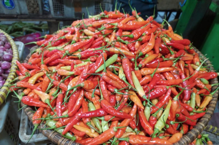 Harga Cabai Rawit di Bengkulu Capai Rp120 Ribu per Kg