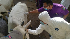 Vaksinasi PMK di Jepara Baru Menyentuh 6 Kecamatan