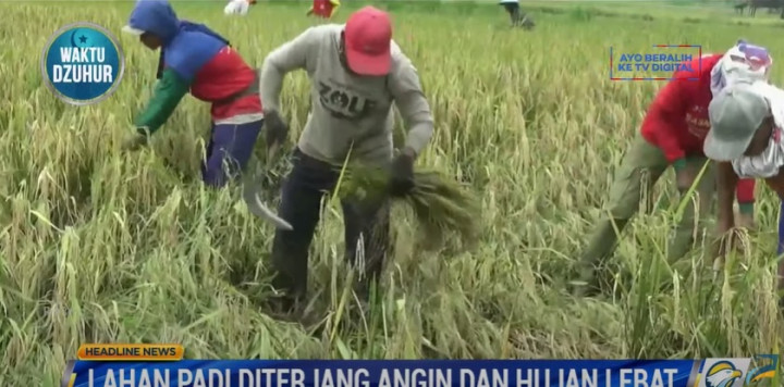 Diterjang Cuaca Buruk, Puluhan Hektare Sawah di Bondowoso Rusak