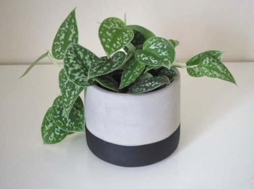 Penasaran Proses Fotosintesis Tanaman? Begini Caranya!