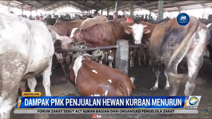 Akibat PMK, Penjualan Hewan Kurban di Banjarnegara Menurun