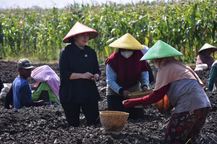 Ikut Tanam Bawang di Brebes, Puan Janji Carikan Solusi Keluhan Petani