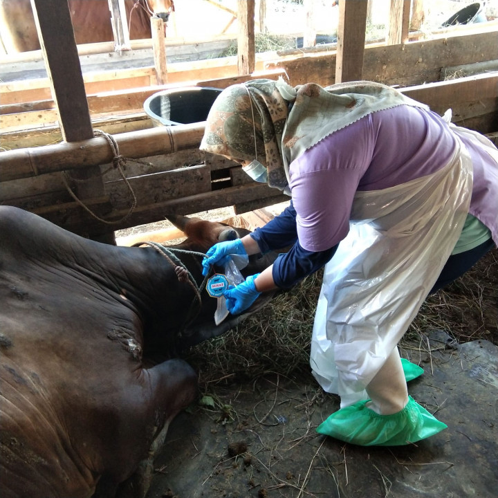 Cegah PMK, Ratusan Ekor Sapi di Kota Cirebon Dapat Vaksinasi