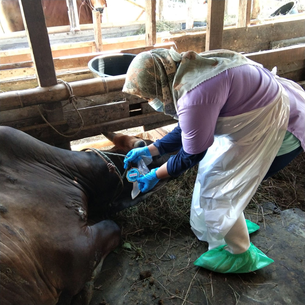 Petugas saat sedang memeriksa kesehatan hewan ternak di Kota Cirebon, Jawa Barat, Rabu, 6 Juli 2022. Medcom.id/ Ahmad Rofahan
