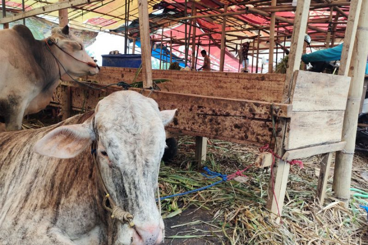 Persediaan Hewan Kurban di Bandar Lampung Mencapai 2.800 Ekor