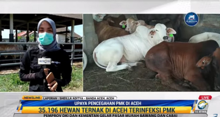 35.196 Hewan Ternak di Aceh Terinfeksi PMK