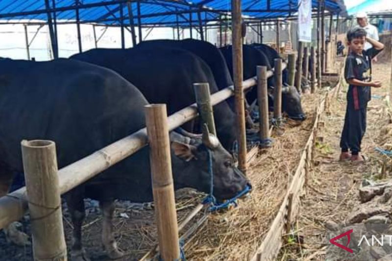 Ilustrasi sejumlah hewan ternak jenis sapi yang disiapkan untuk jual beli jelang Hari Raya Qurban di Makassar, Sulawesi Selatan. ANTARA Foto/Nur Suhra Wardyah