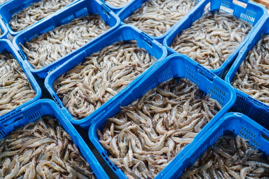 Petambak Udang Atasi Masalah Rantai Pasok via AquaLink. Foto: Delos.