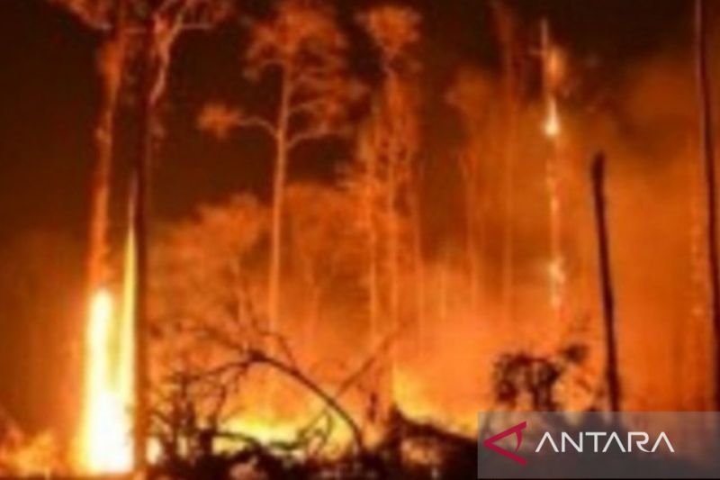 Ilustrasi kebakaran hutan-lahan. (ANTARA/Aprionis)
