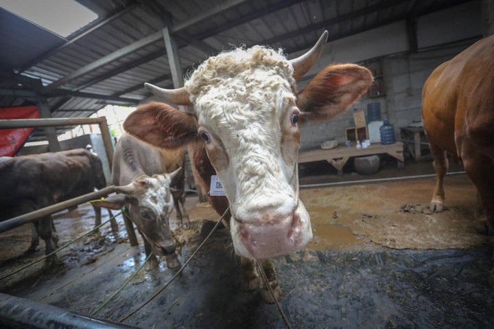 2.068 Hewan Ternak di Kota Bandung Tak Layak Kurban