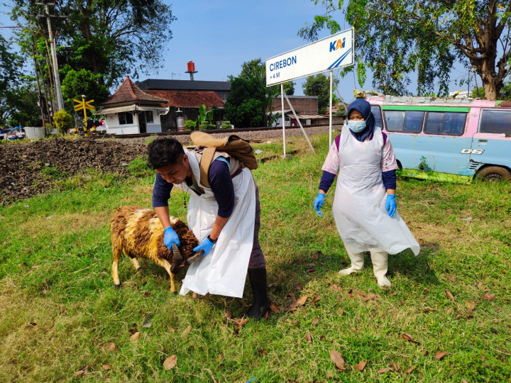 Jumlah Penjual Kurban di Cirebon Menyusut