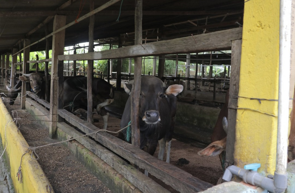 Peternak sapi di Palembang. Foto: Istimewa