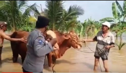 Polisi membantu warga mengevakuasi hewan ternak/metrotv