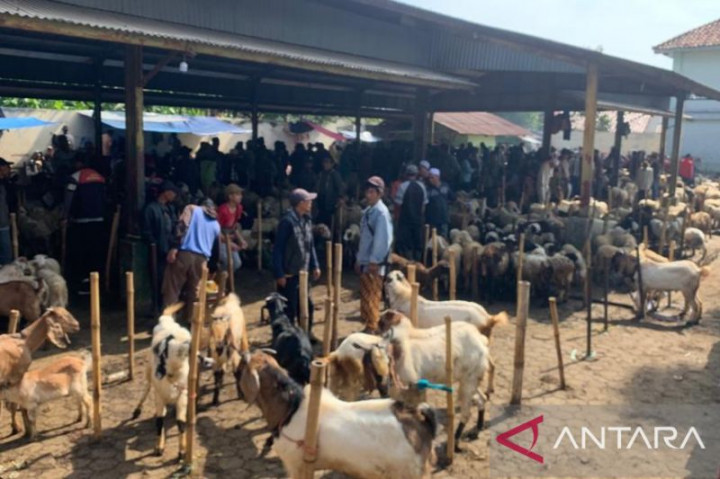 Lapak Kurban di Sleman Rawan Penularan PMK