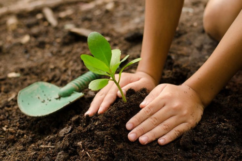 Dengan turut berdonasi melalui BenihBaik.com, kita telah menjadi bagian dari upaya menyelamatkan bumi dengan menanam sejuta pohon (Foto:Dok.BenihBaik.com)