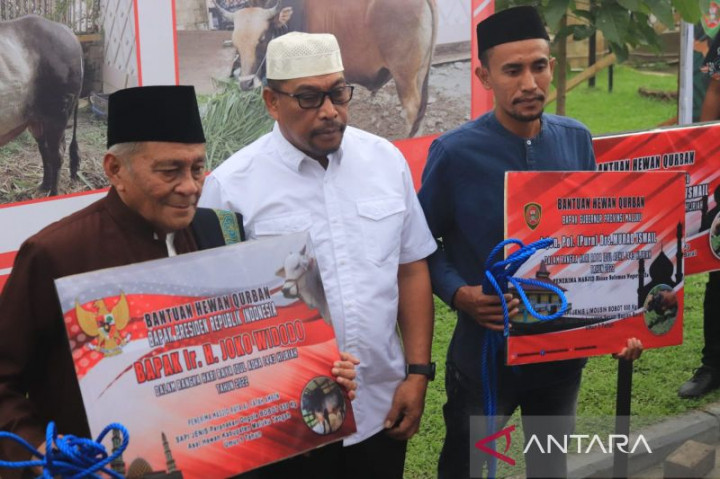 Presiden Berkurban Sapi Berbobot 850 Kg untuk Warga Kota Ambon