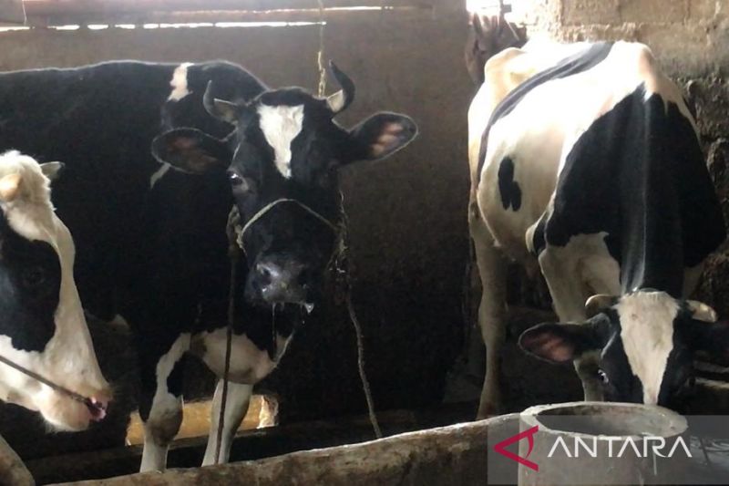  Beberapa ekor sapi perah menjalani masa pemulihan usai sembuh dari penyakit mulut dan kuku di salah satu peternakan di Kecamatan Tutur, Kabupaten Pasuruan, Jawa Timur. FOTO ANTARA/Fiqih Arfani