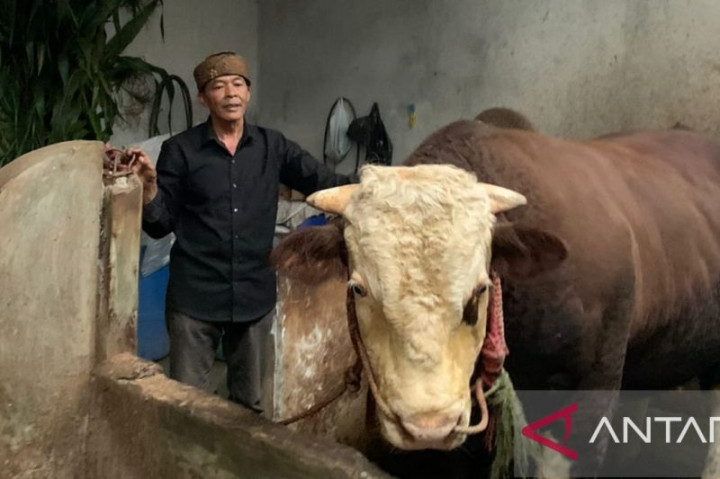 Mengenal Slamet Sapi Kurban Milik Presiden Berbobot 1,13 Ton