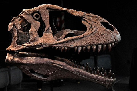 New Giant Carnivorous Dinosaur Named Meraxes Gigas