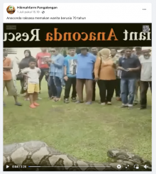 [Cek Fakta] Video Anakonda Memangsa Perempuan 70 Tahun? Cek Faktanya