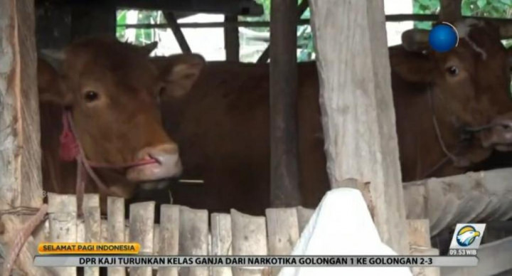 Pemerintah Tetapkan Peredaran Hewan Ternak Hanya di Zona Hijau PMK