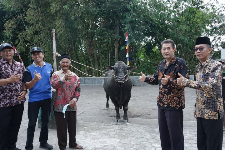 Daging Kurban Presiden Jokowi Akan Dibagikan ke Buruh dan Pamahat Nisan