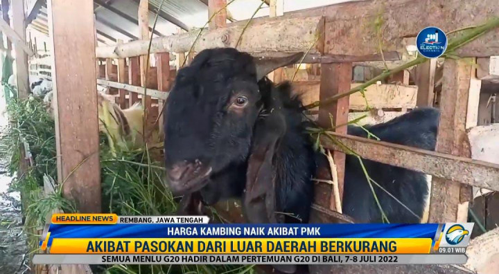 Harga Kambing di Rembang Naik Karena Kurangnya Pasokan Akibat PMK