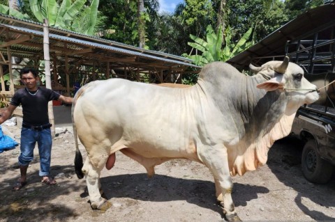 Penyembelihan Kurban Sapi dari Jokowi di JIC Berlangsung 11 Juli