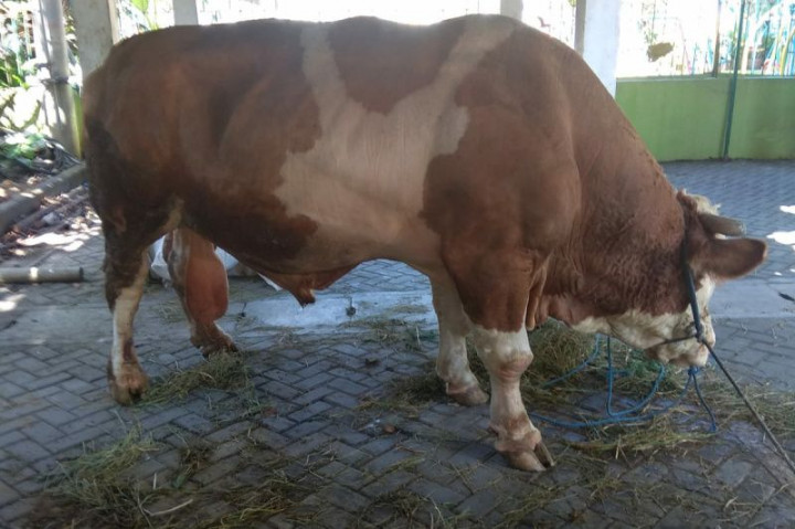 Bangka Selatan Dapat Sapi Kurban Seberat 970 Kg dari Jokowi