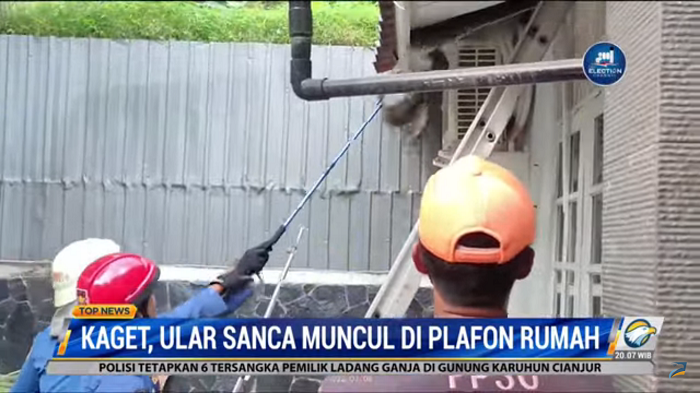 Kaget! Ular Sanca Muncul di Plafon Rumah