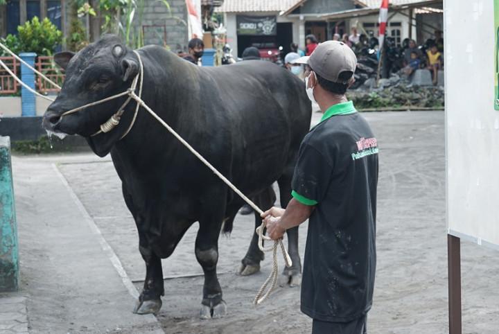 Sapi Kurban Jokowi di DIY Dipastikan Bebas PMK
