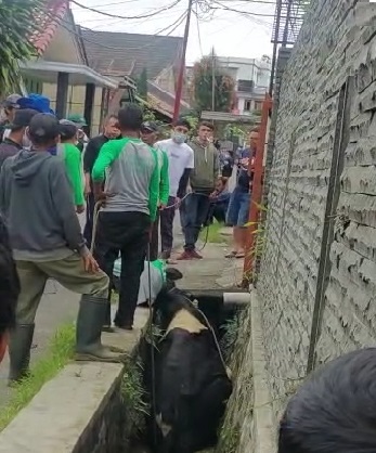 Mengamuk, Sapi di Bandung Terpaksa Disembelih di Selokan