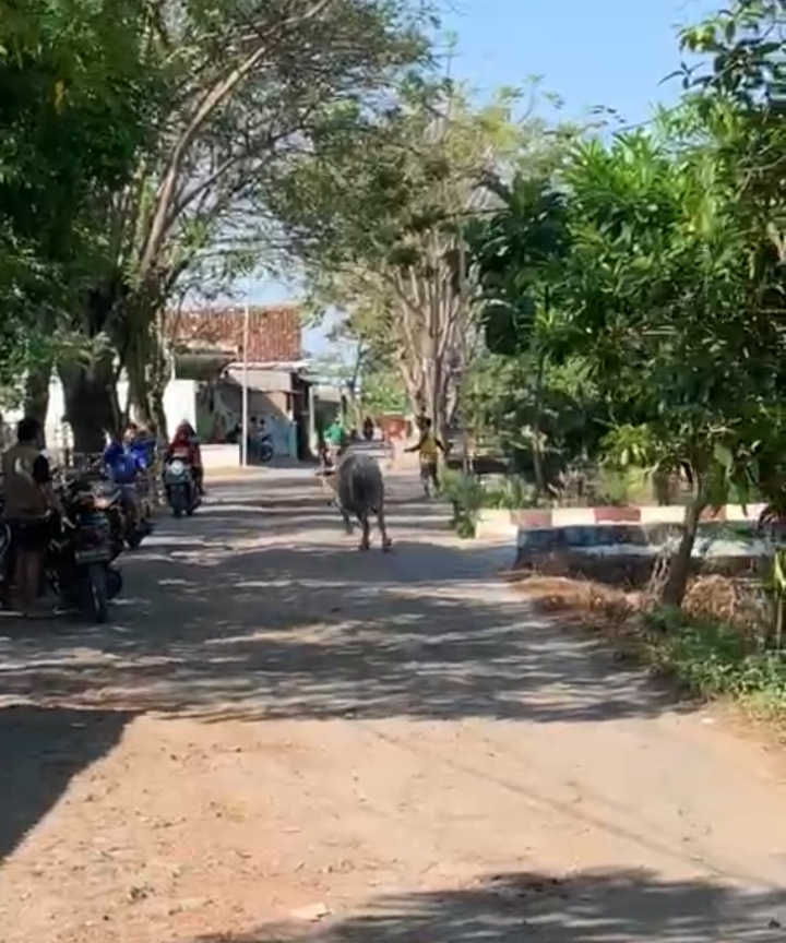 Kerbau Mengamuk saat Hendak Disembelih, 4 Orang Terluka