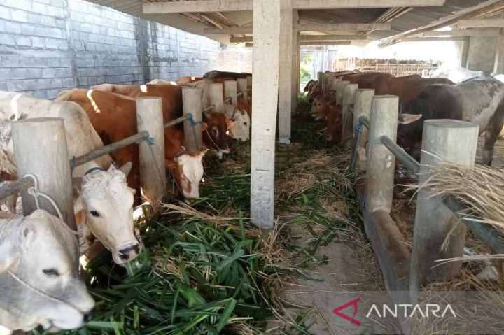 Petugas Temukan Cacing Hati pada 3 Sapi Kurban di Pasar Rebo