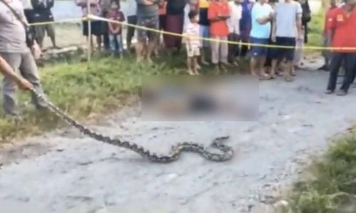 Pria Pencari Katak Tewas Dililit Ular Piton