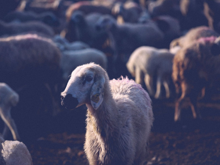 19 Ribu Ternak di Lombok Tengah Sembuh dari PMK